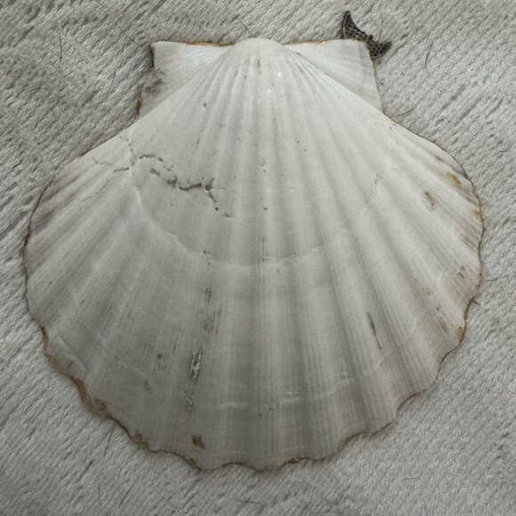 Hand made Decoupage Scallop Shell Trinket Dish First Wave Mermaid Tail - Picture 4 of 7